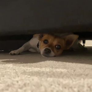 李李妮调教视频vK
